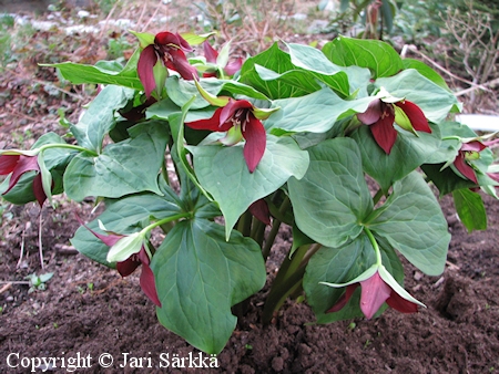 Trillium erectum, punakolmilehti
